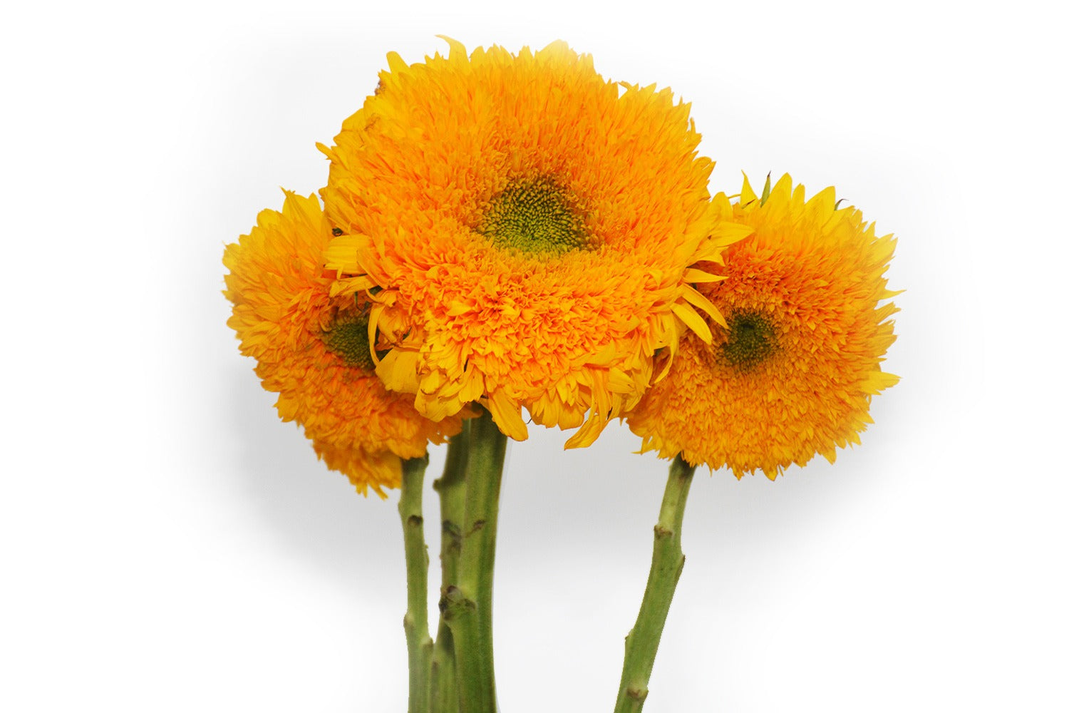 Sunflower Giant