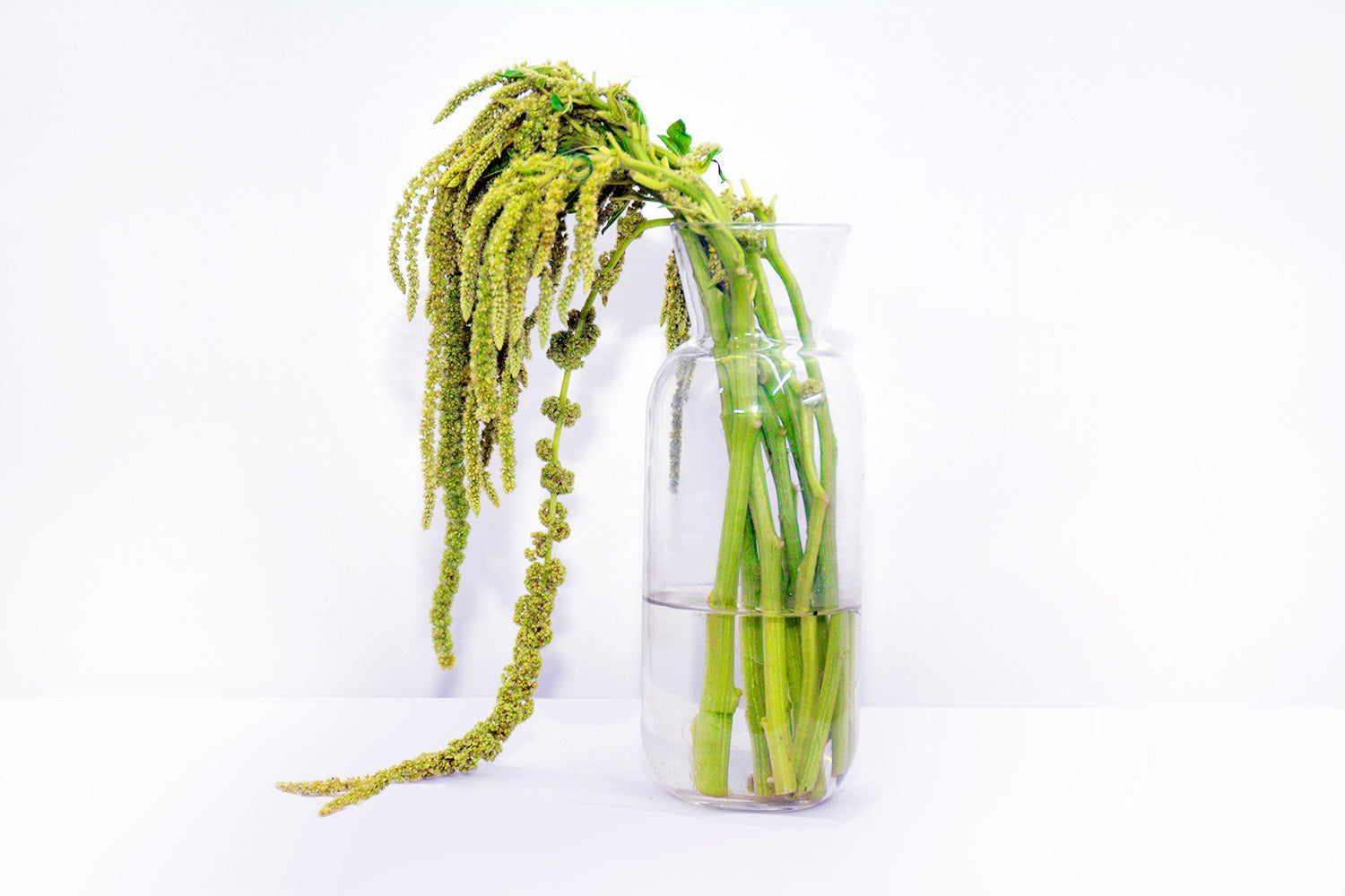 Amaranthus Green