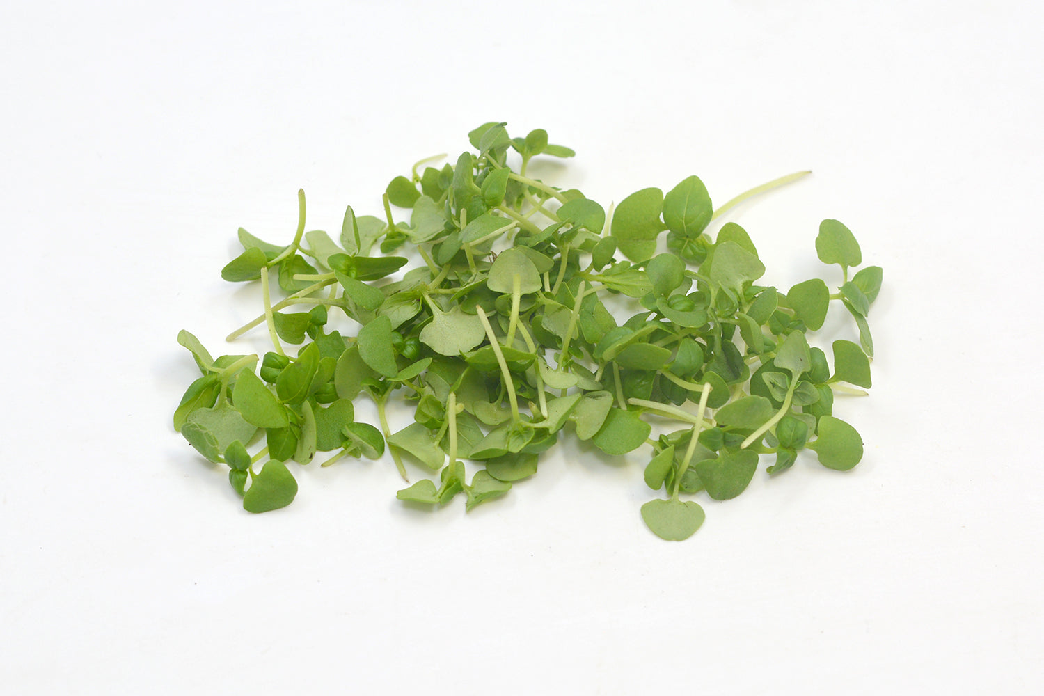Microgreen Basil