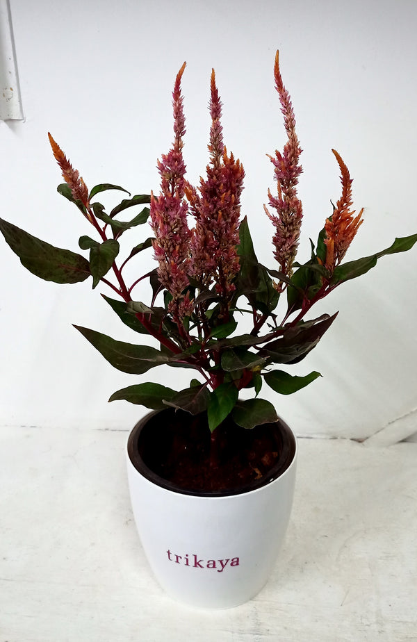 Celosia Feather Pink live plant