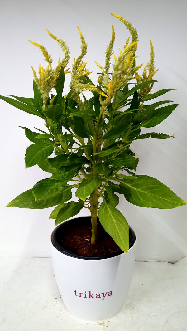 Celosia Feather Yellow live plant