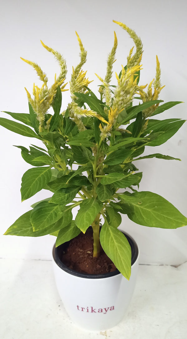 Celosia Feather Yellow live plant