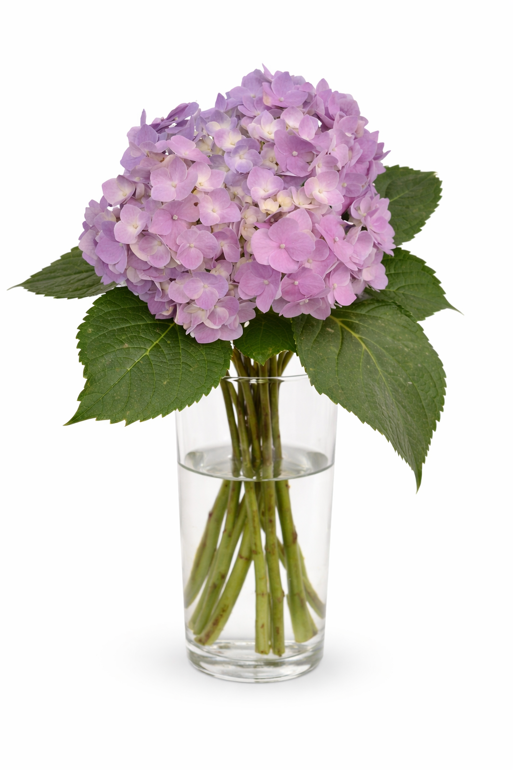 Hydrangea Cut Flower Pink