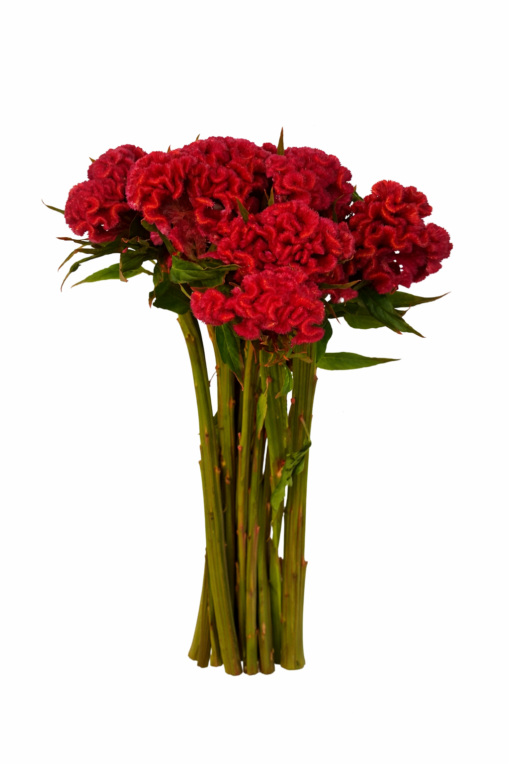Celosia Red
