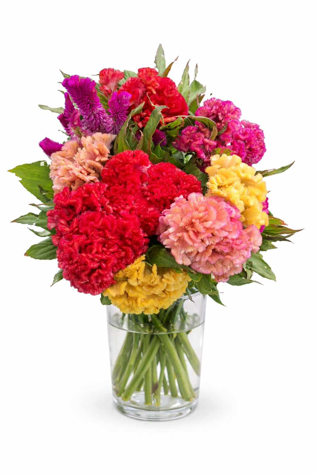 Celosia Coloured Mix