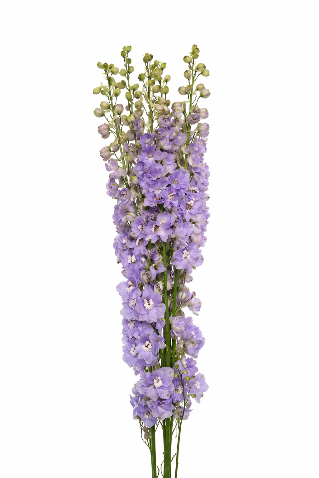 Delphinium (White,Light Blue)