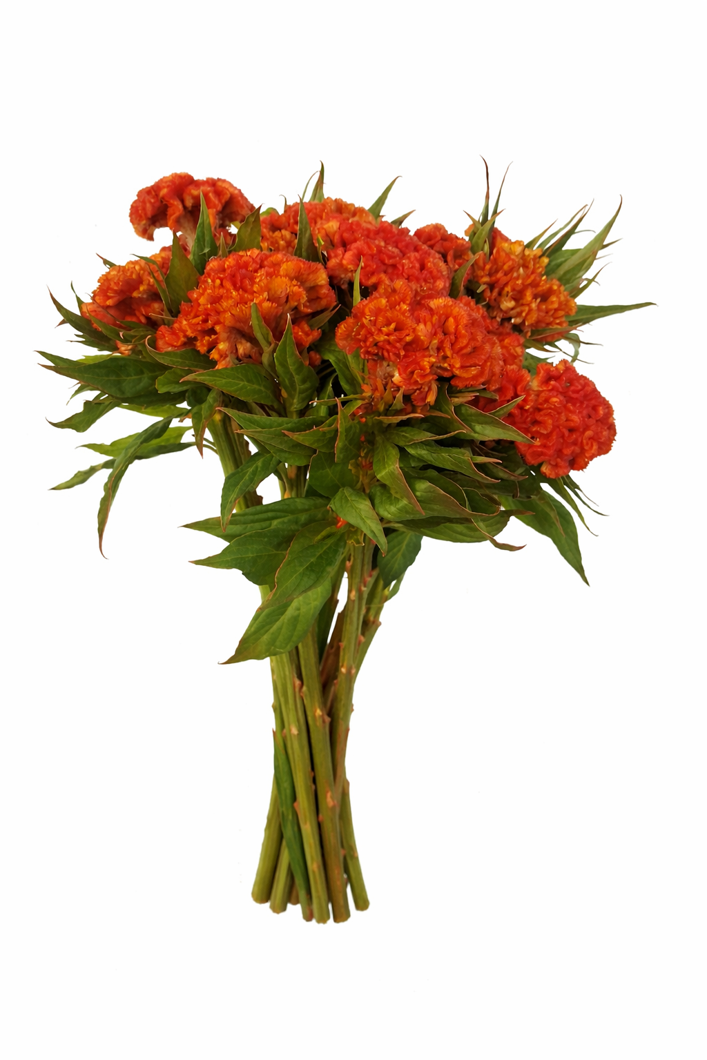 Celosia Orange