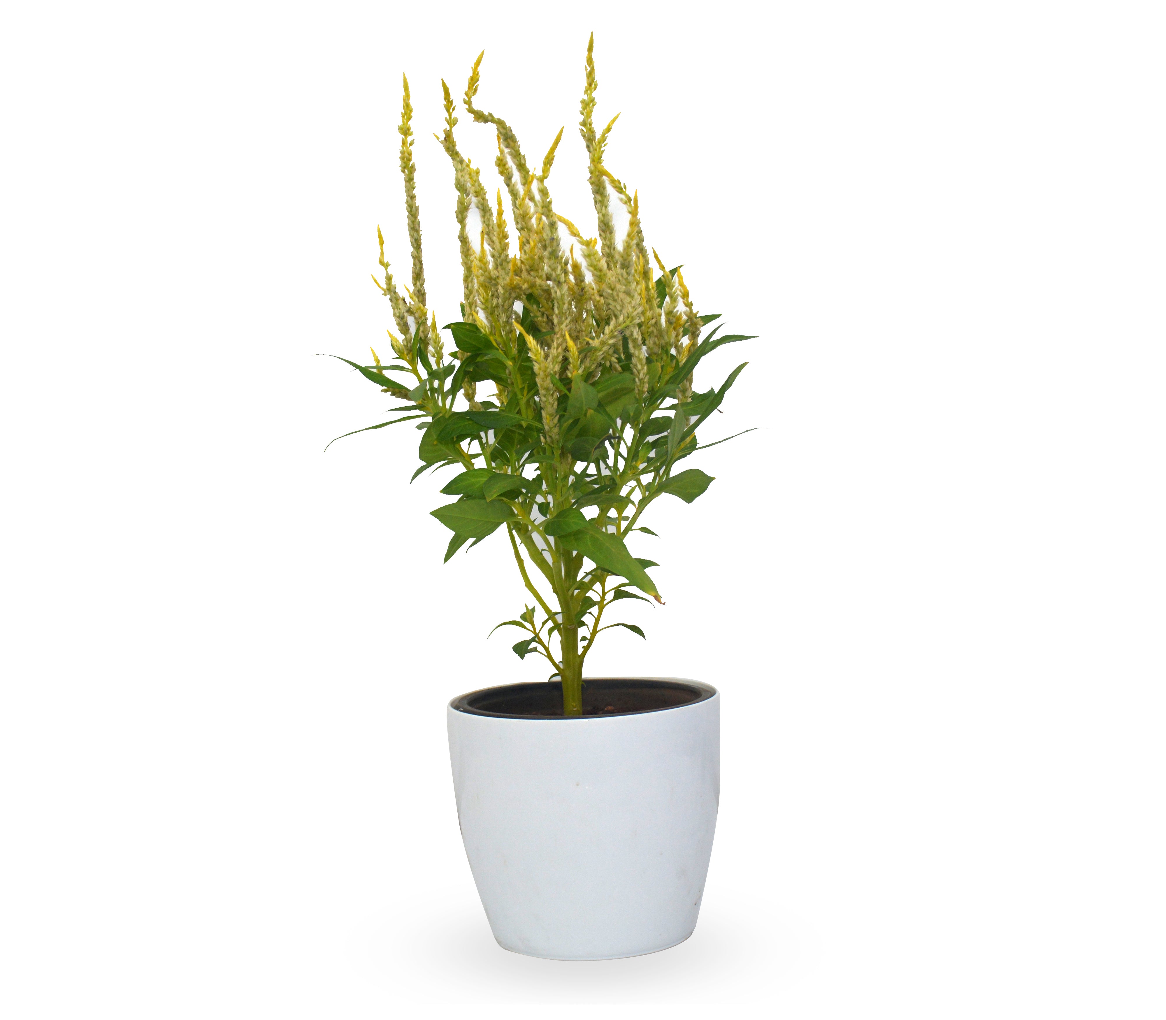 Celosia Feather Yellow live plant