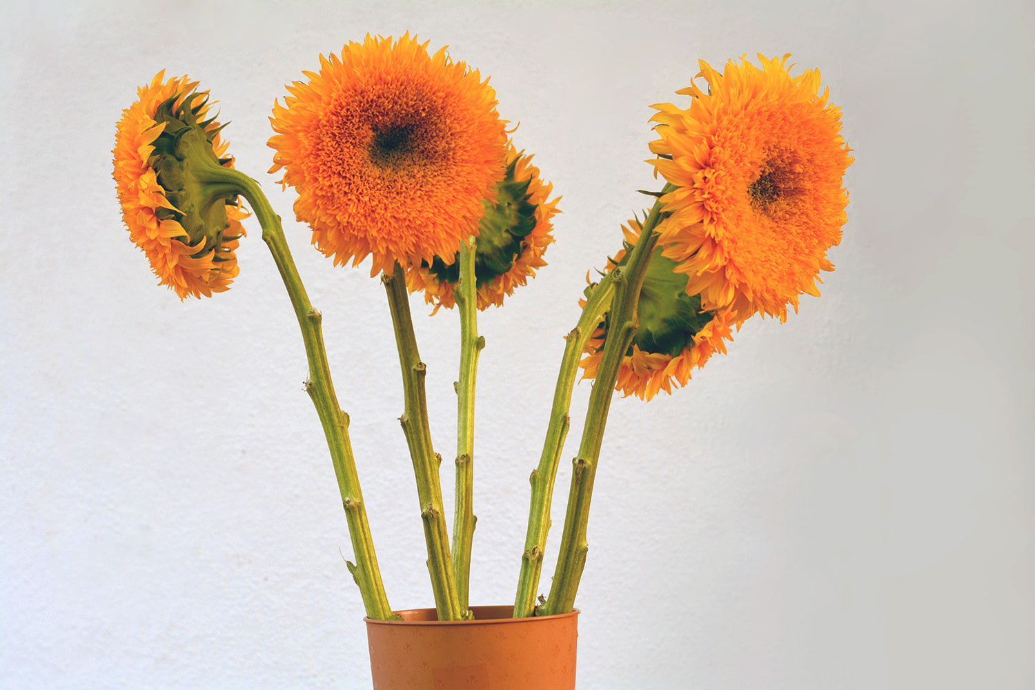 Sunflower Giant