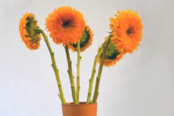 Sunflower Giant