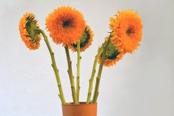 Sunflower Giant