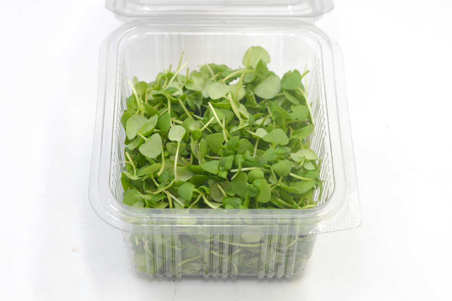 Microgreen Basil