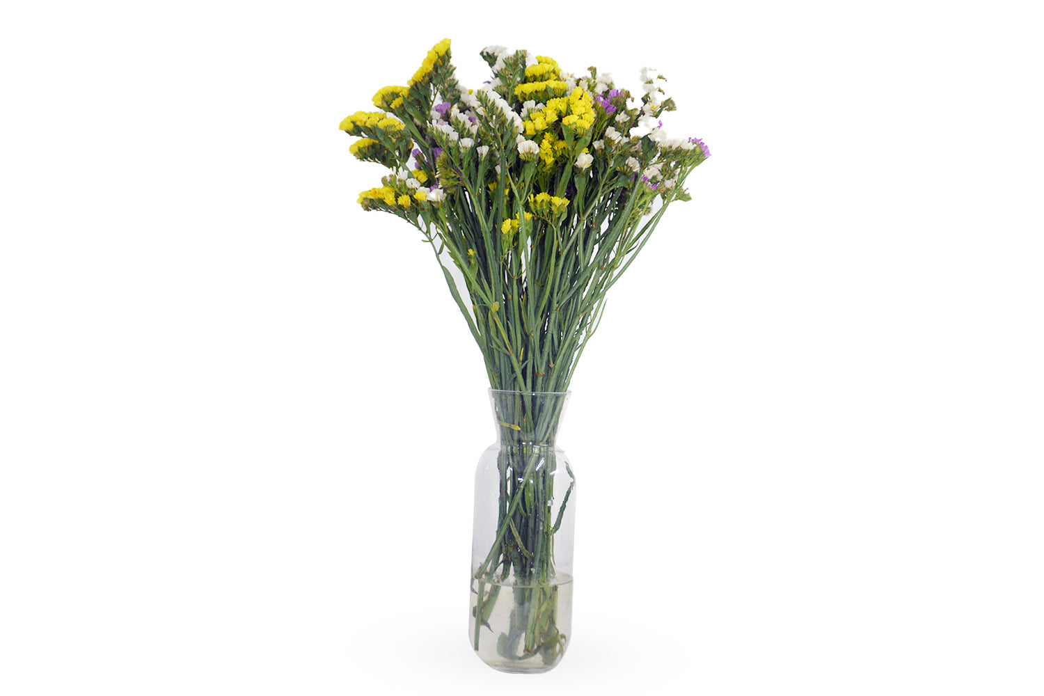 Statice Mix (Blue, Yellow, White , Pink)