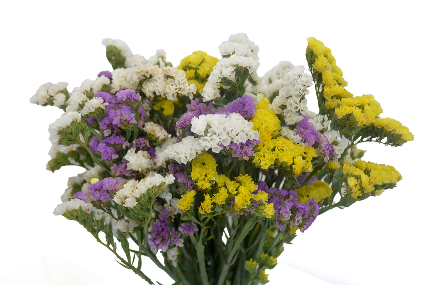 Statice Mix (Blue, Yellow, White , Pink)