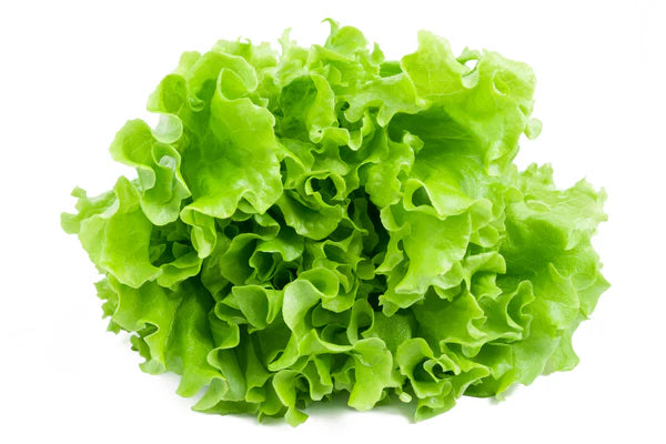 Ready To Use- Lettuce Leafy