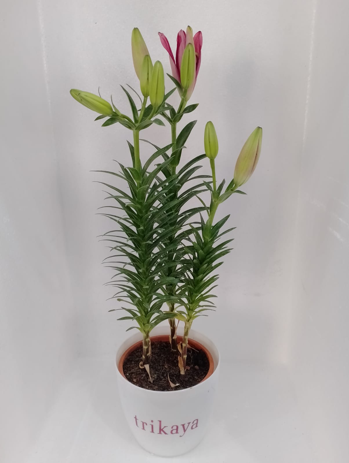 mini asiatic lily Asiatic Lily Pink Mini Live Plant – Trikaya Online Store