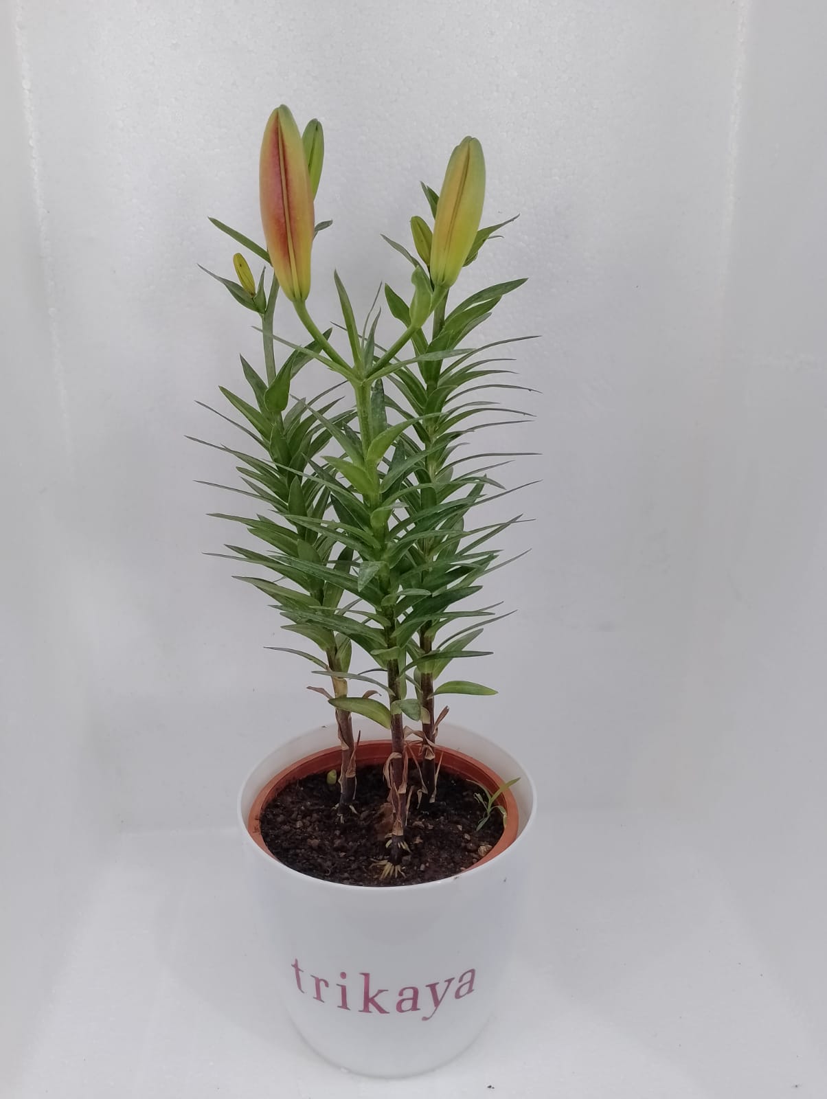 Asiatic Lily Red Mini Live Plant