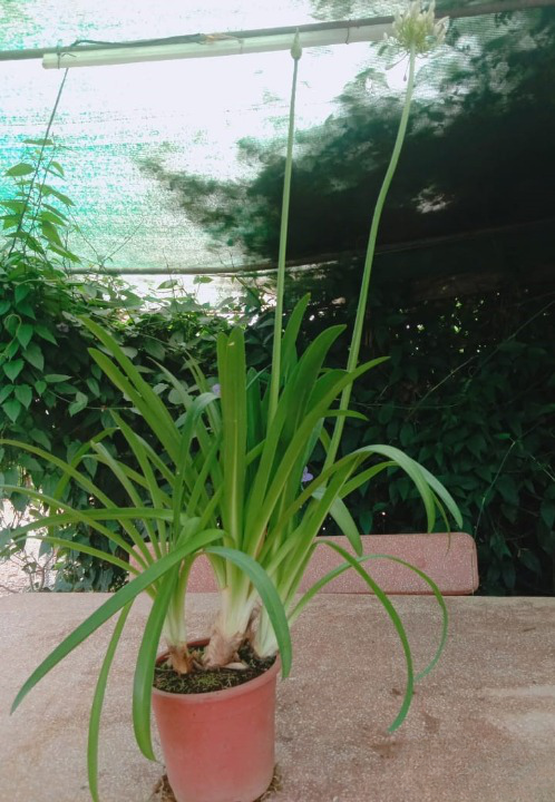 Agapanthus - White live Potted plant