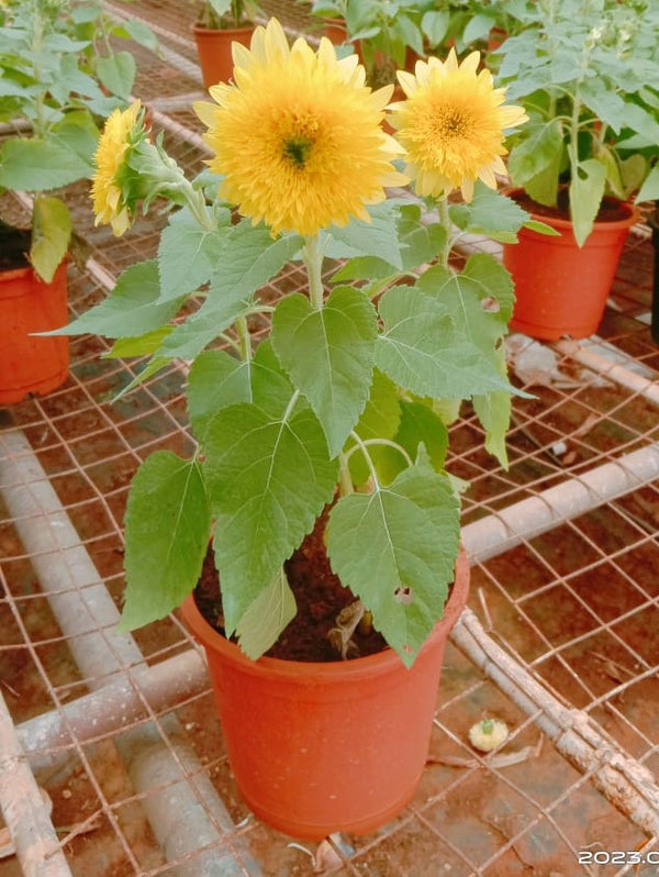 Sunflower Gummy Bear Live plant