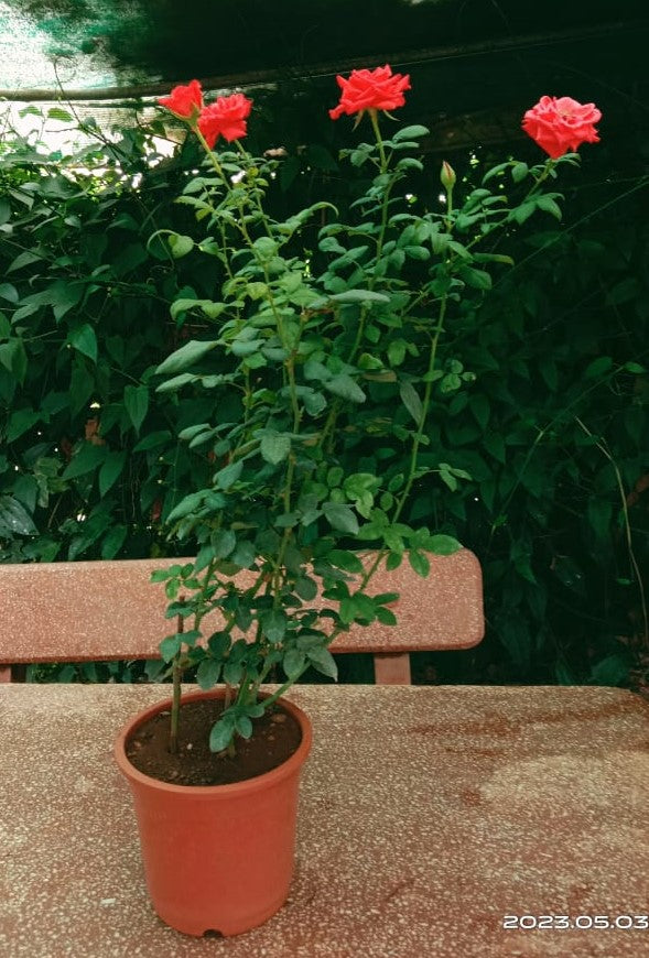 red rose plant in pot Red Rose Live Potted Plant