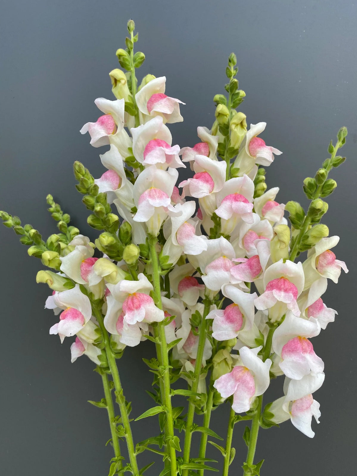 Snapdragon White & Pink