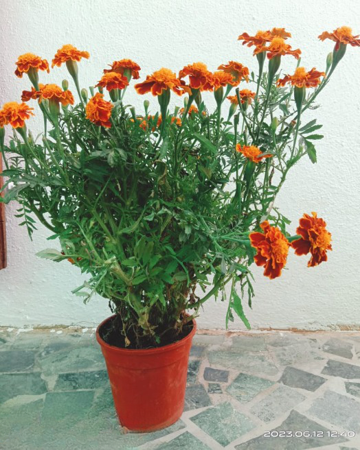 Marigold Queen Live Plant (Orange)