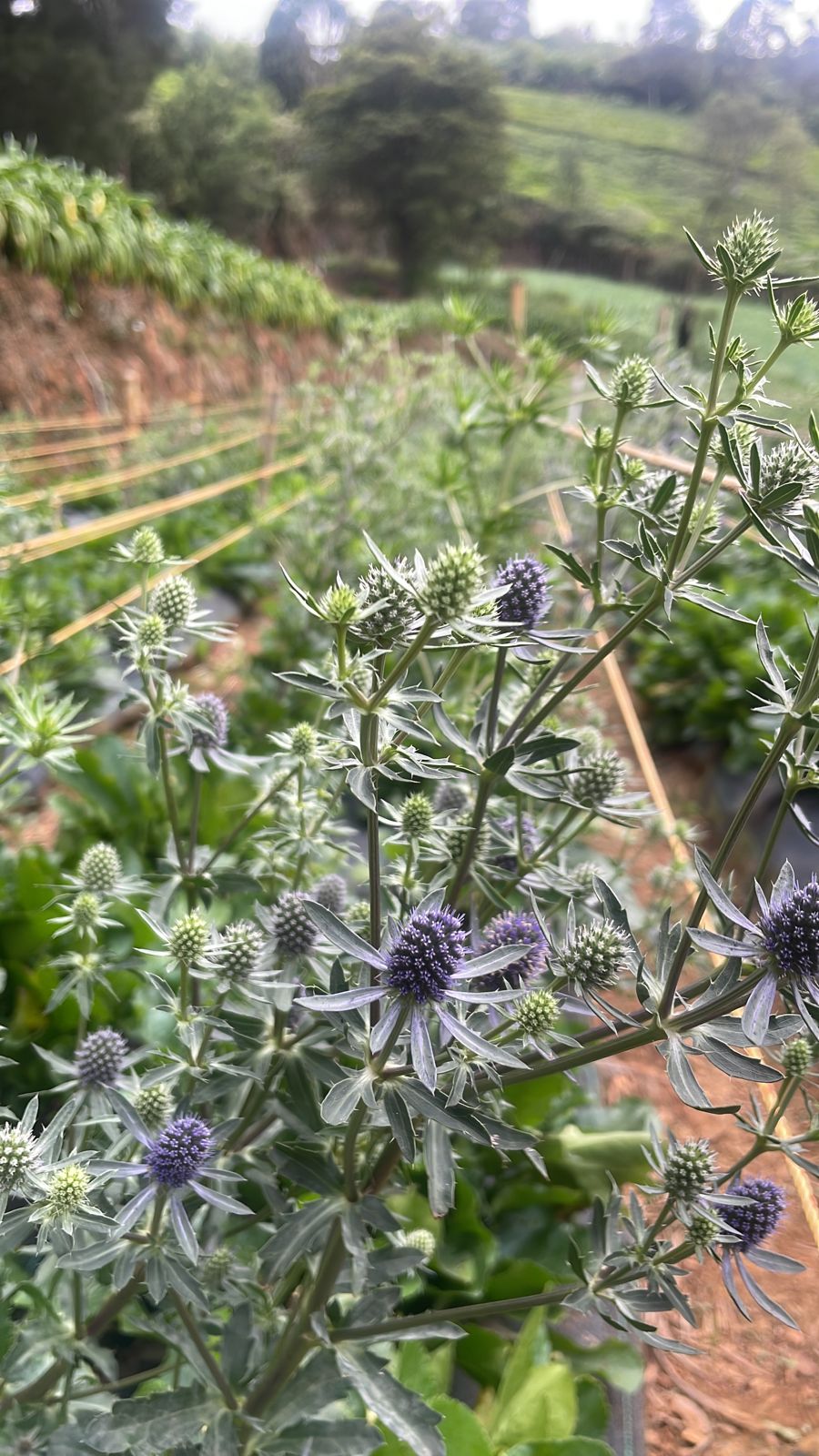 Eryngium