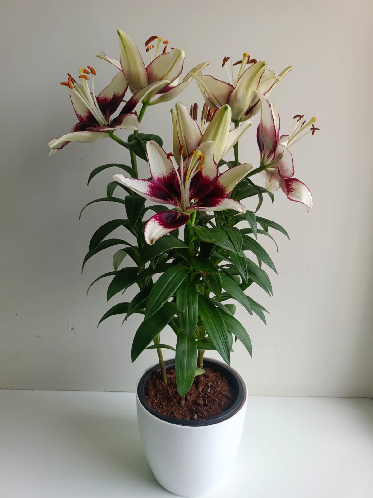 planta lily asiatica Asiatic Lily Bicolour Live Plant