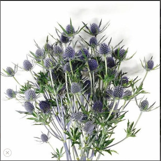 Eryngium