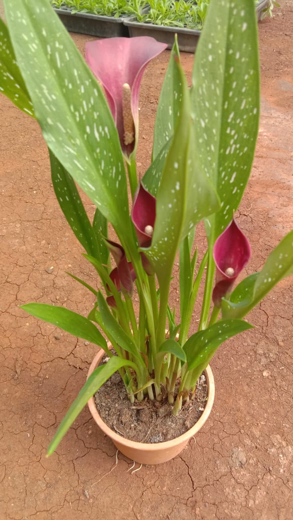 indoor red lily plants Calla Lily - Red Live Potted Plant