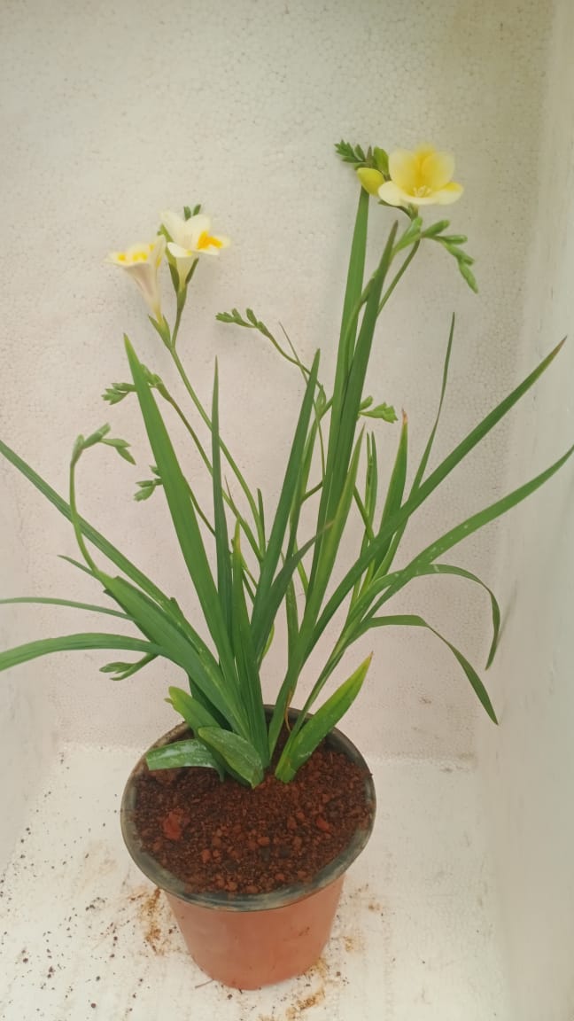 potted freesia plant Freesia White Potted Plant