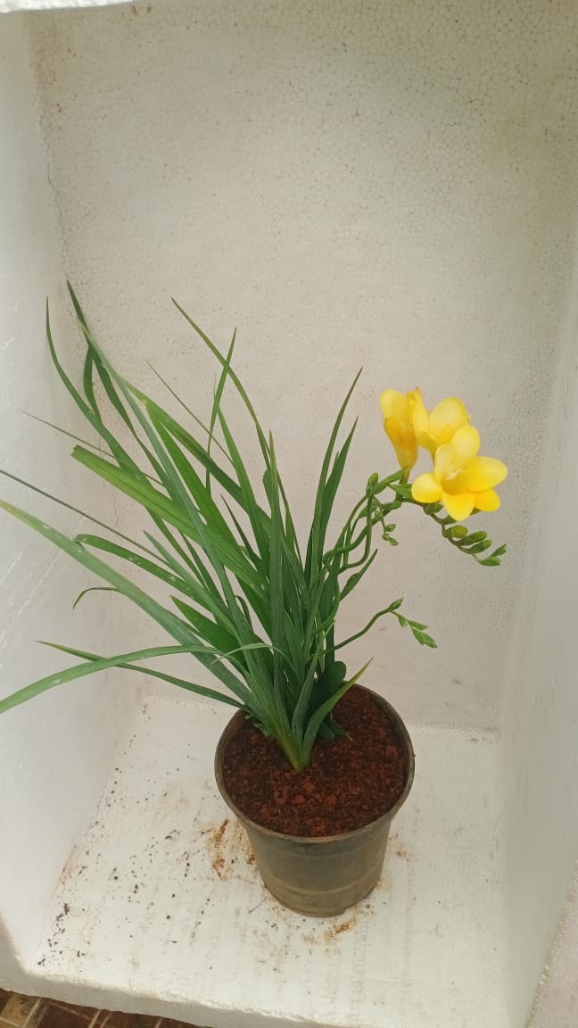 freesia plant in pot Freesia Yellow Potted Plant