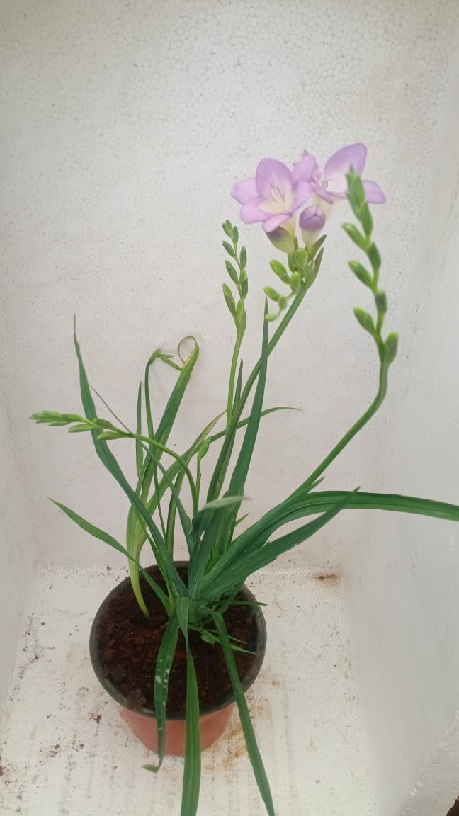 freesia plant in pot Freesia Violet Potted Plant – Trikaya Online Store