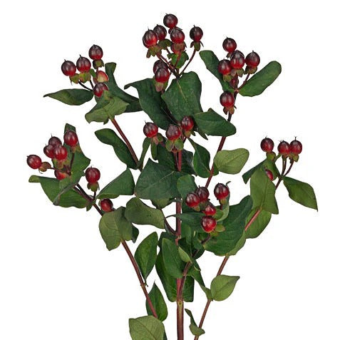 Hypericum Berries Brown