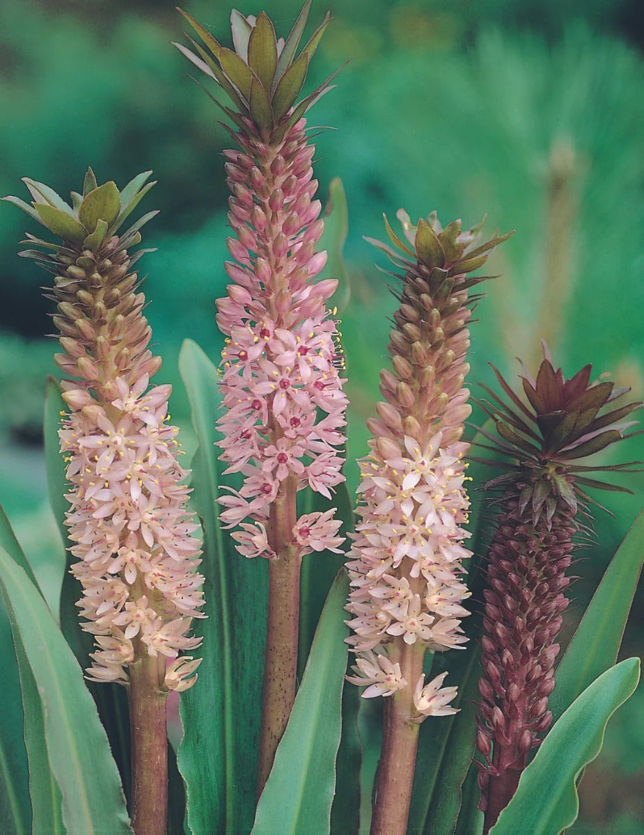 Pineapple lily