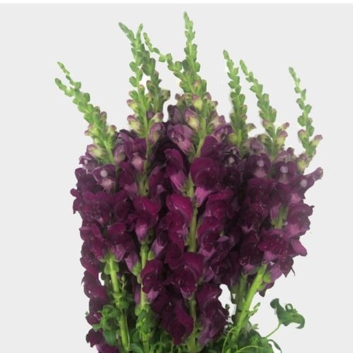 Snapdragon Purple