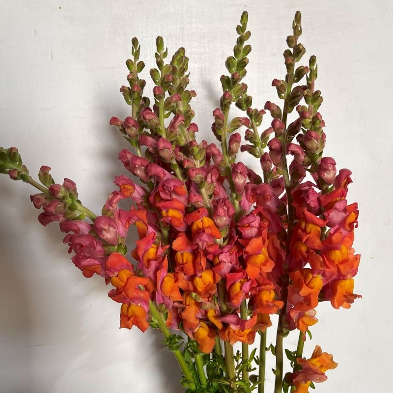 Snapdragon Orange