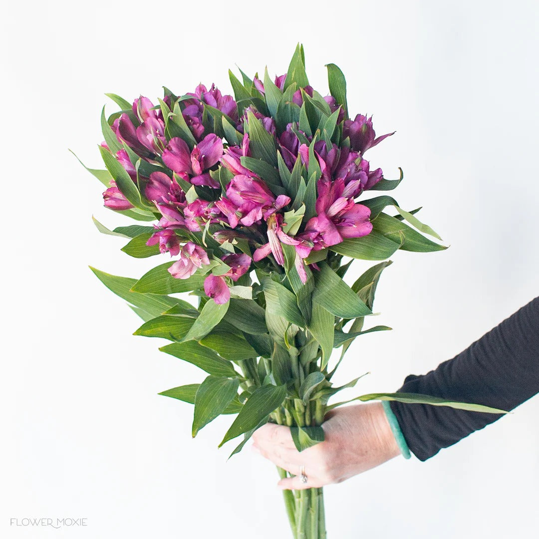 Alstroemeria Purple
