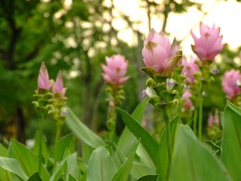 Curcuma Pink