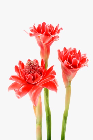Torch Ginger