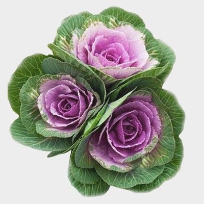 Ornamental Kale Purple