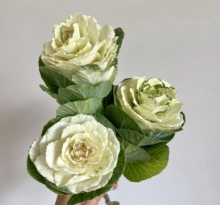 Ornamental Kale White