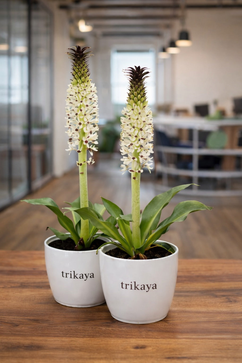 Pineapple Lily Green Live Plant