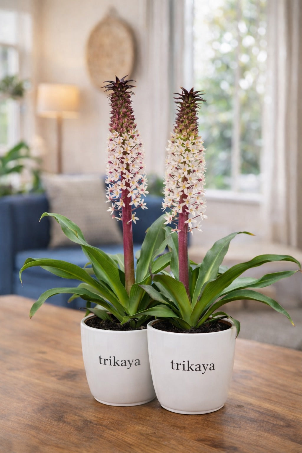 Pineapple Lily Brown Live Plant