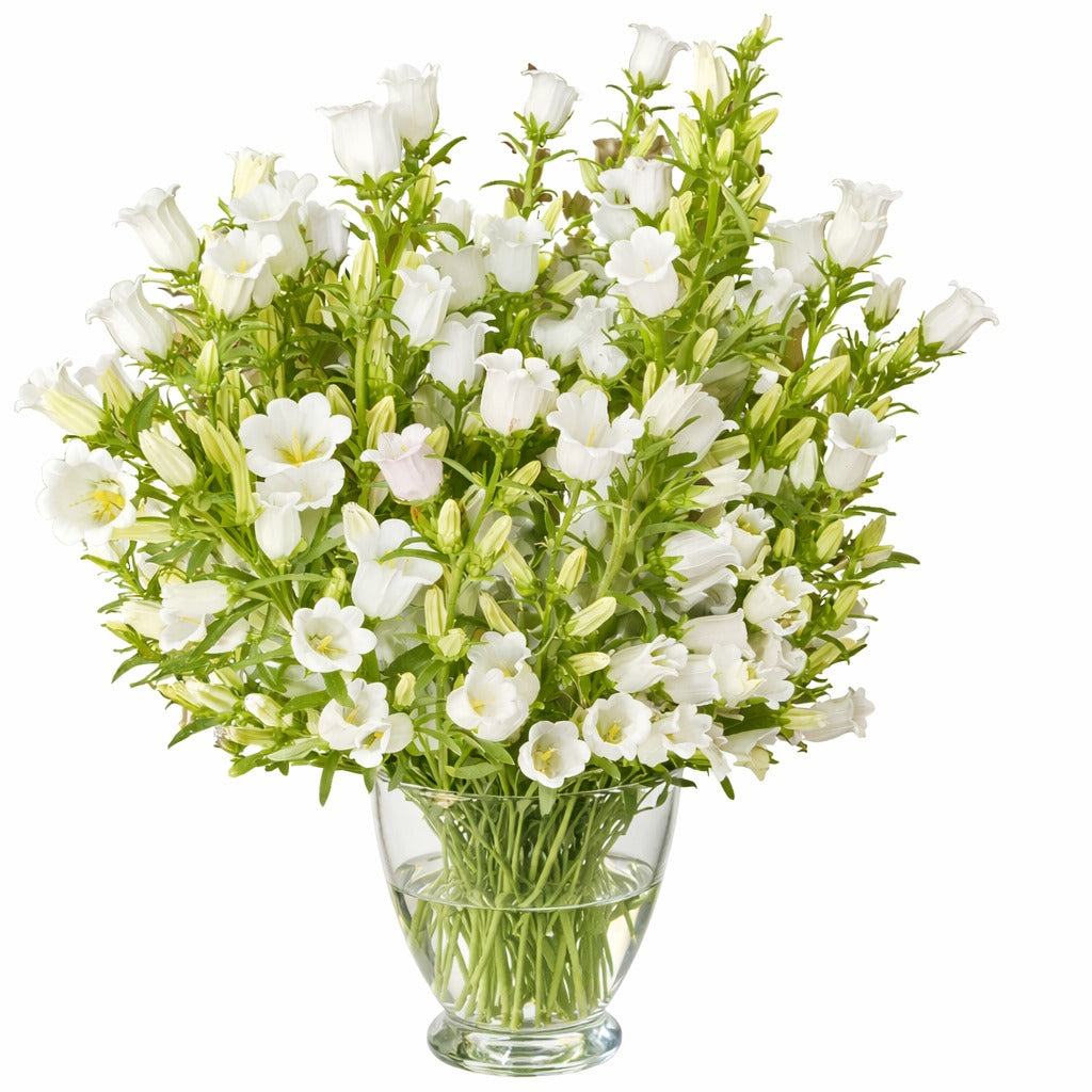 Campanula White