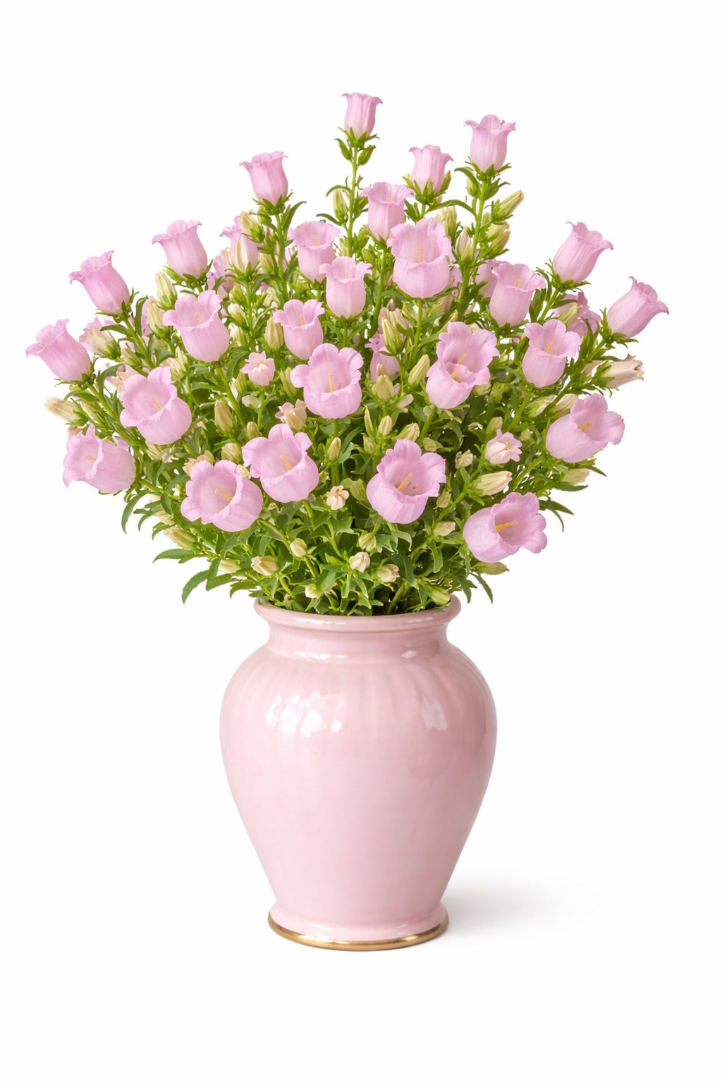 Campanula Pink