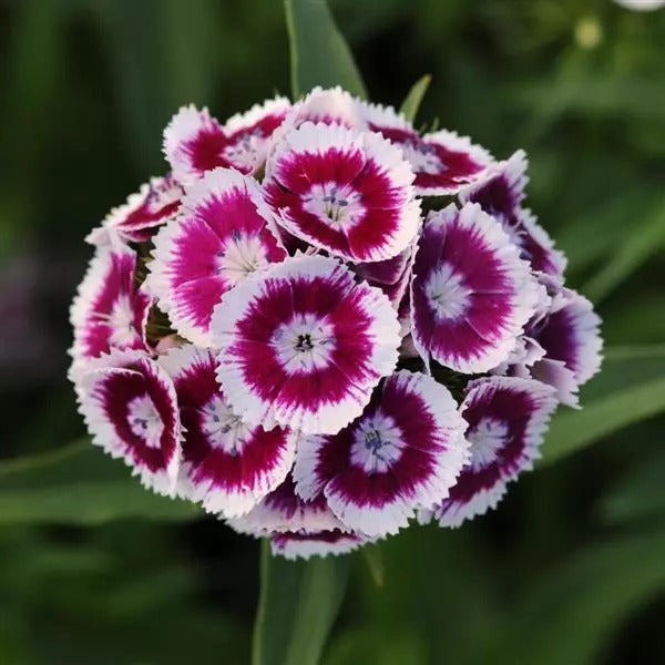 Sweet William Bicoloure