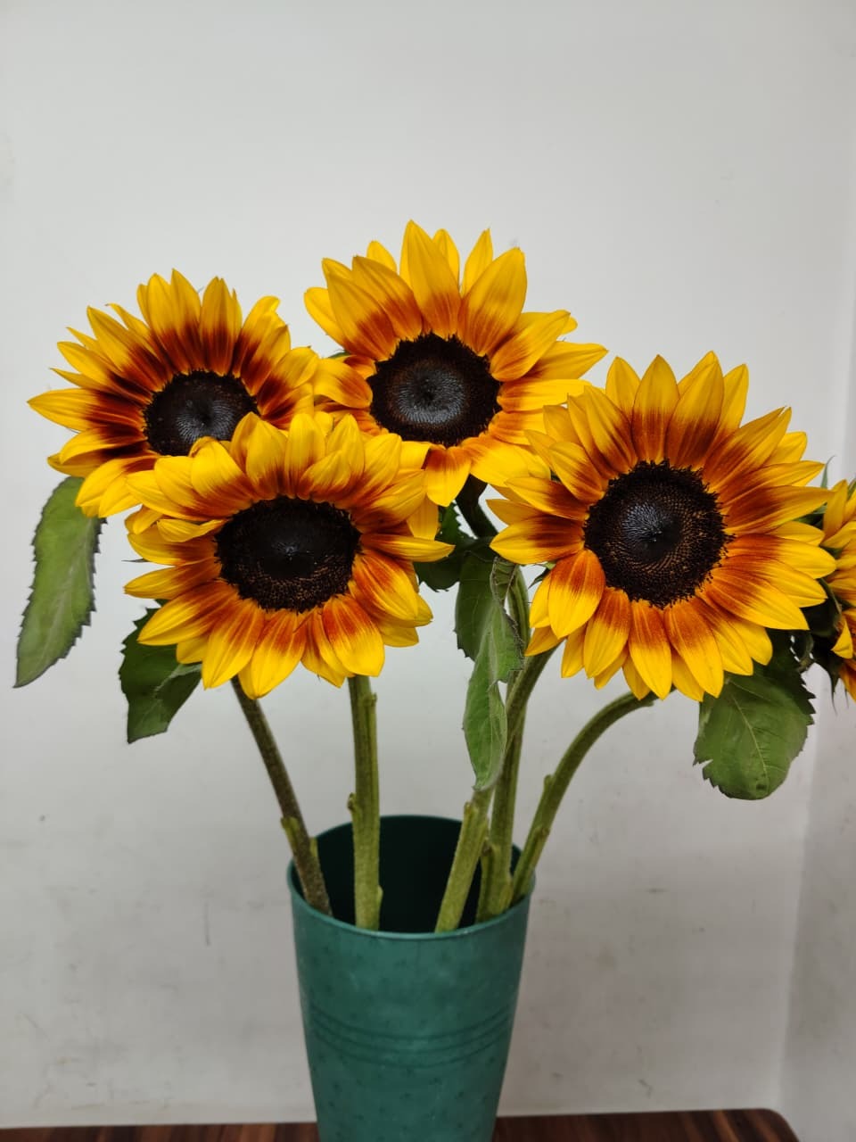 Sunflower Bicolours