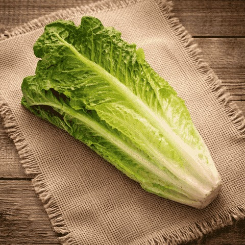 Ready to Use- Lettuce Romaine