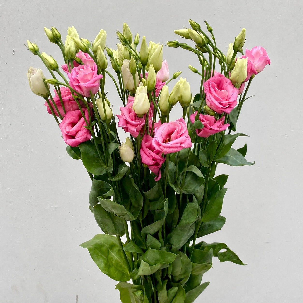 Lisianthus Pink